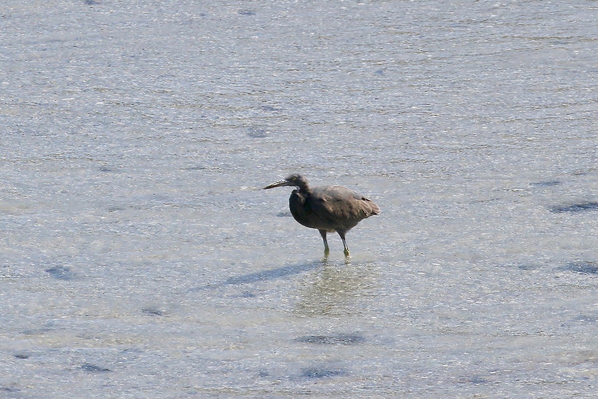 Pacific Reef-Heron - Jan Andersson