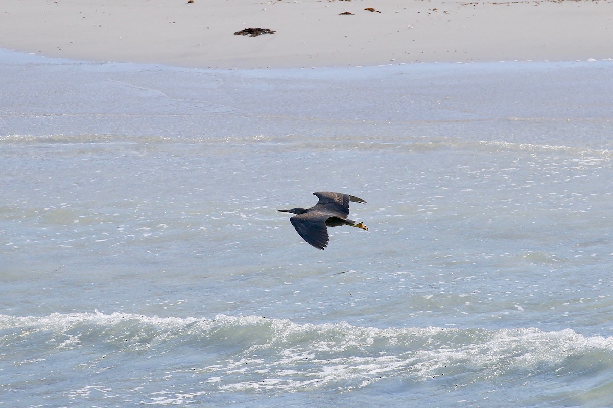 Pacific Reef-Heron - Jan Andersson