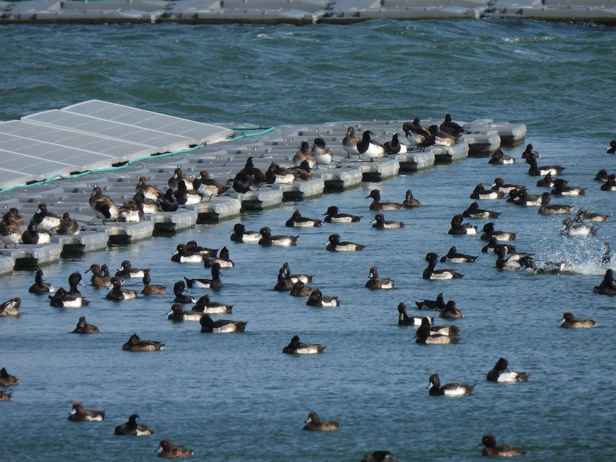 Tufted Duck - Anonymous