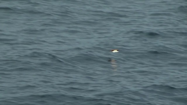 Galapagos Shearwater - ML292478491