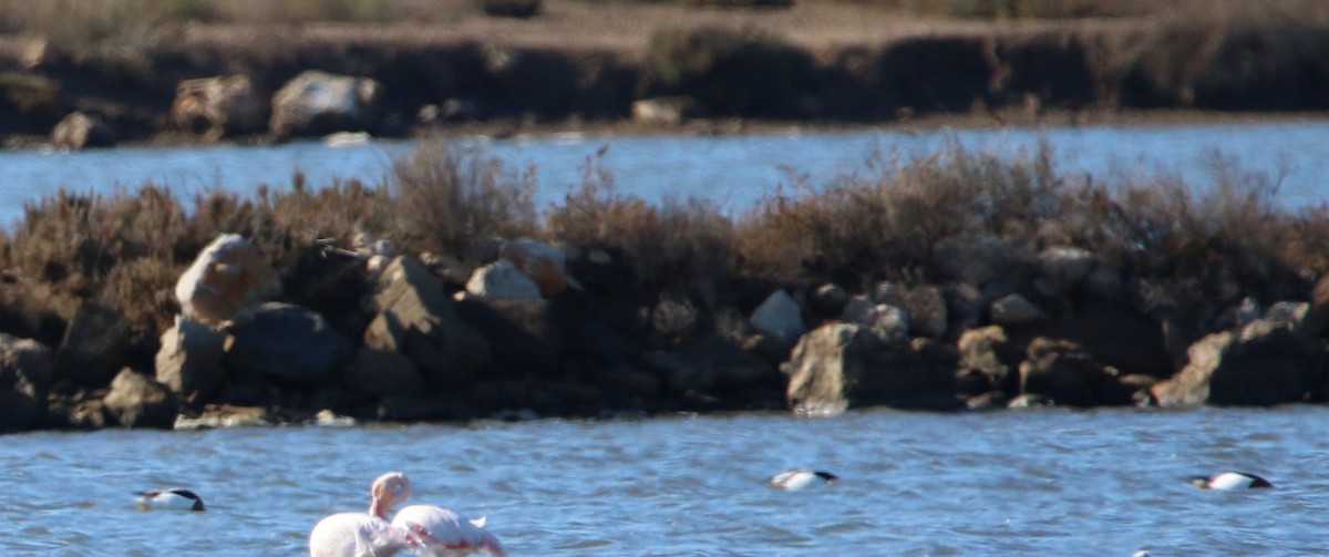 Common Shelduck - Diane Eubanks