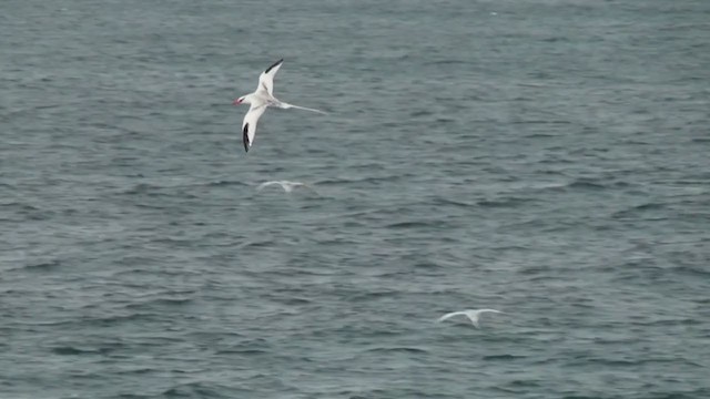 Red-billed Tropicbird - ML292479711