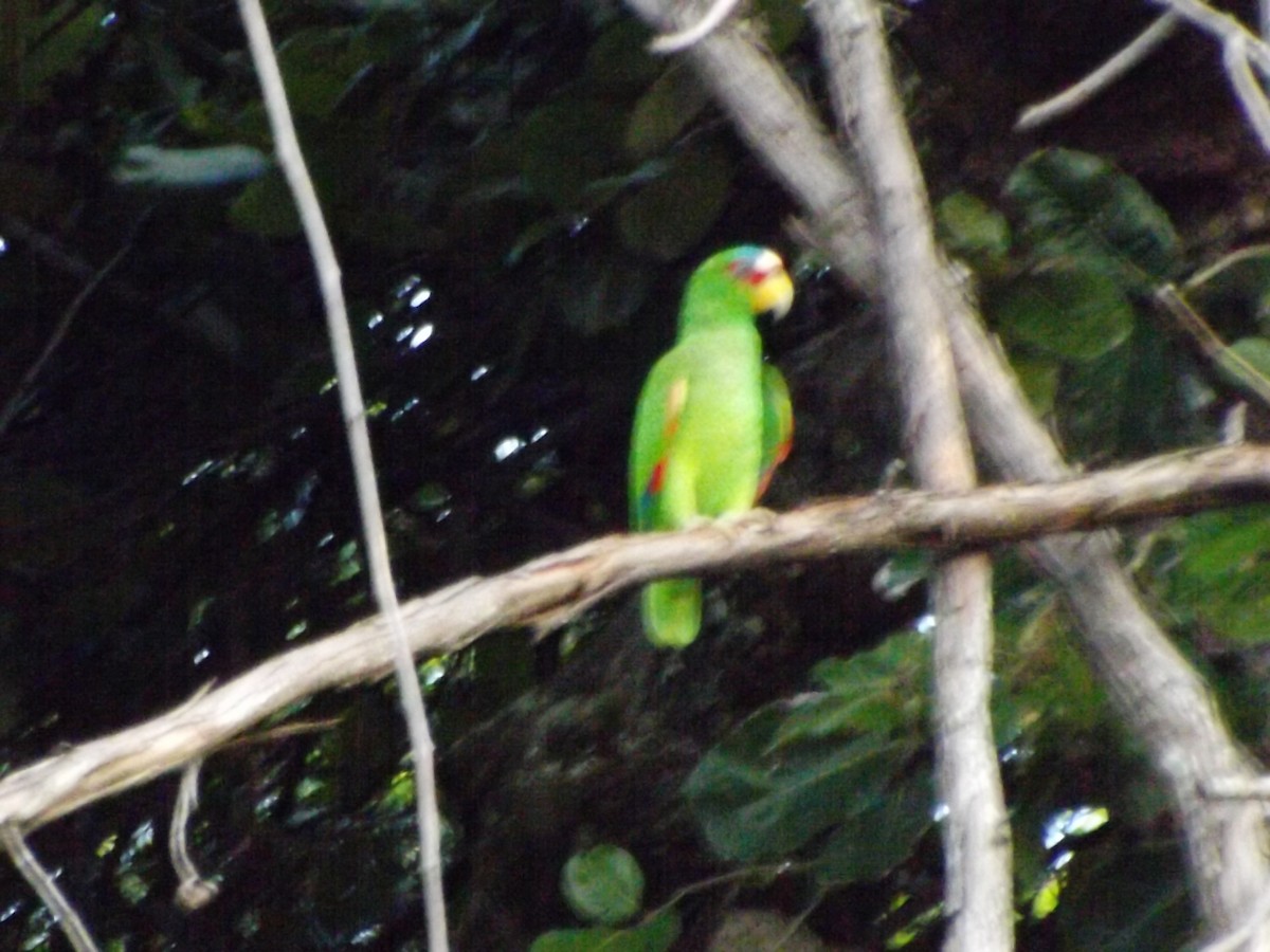 White-fronted Parrot - ML292480111