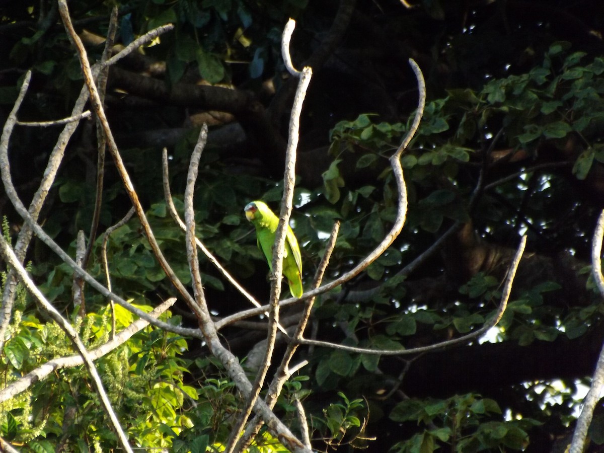 White-fronted Parrot - ML292480131