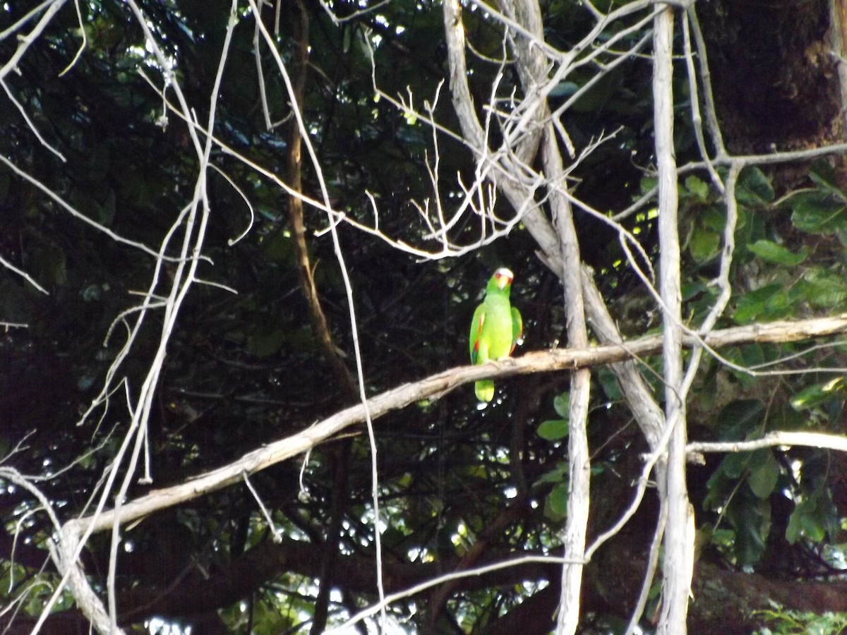 White-fronted Parrot - ML292480141