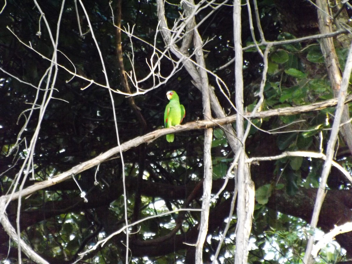 White-fronted Parrot - ML292480221