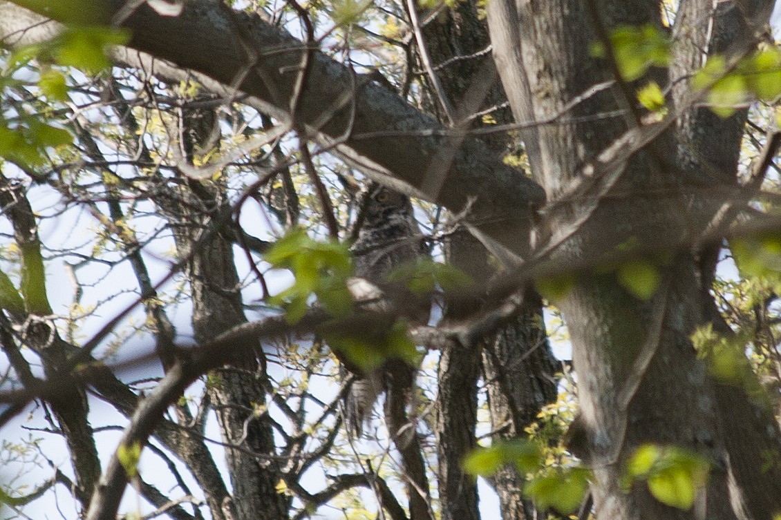 Great Horned Owl - ML29248061