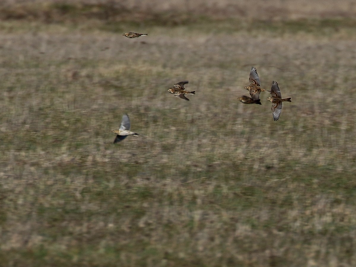 Lapland Longspur - ML292481121