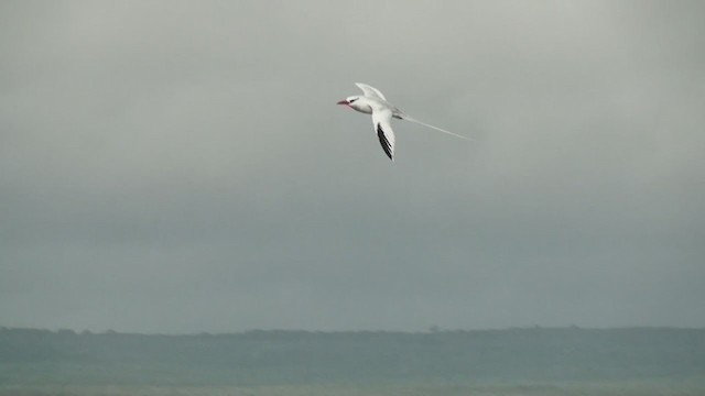 Red-billed Tropicbird - ML292481261