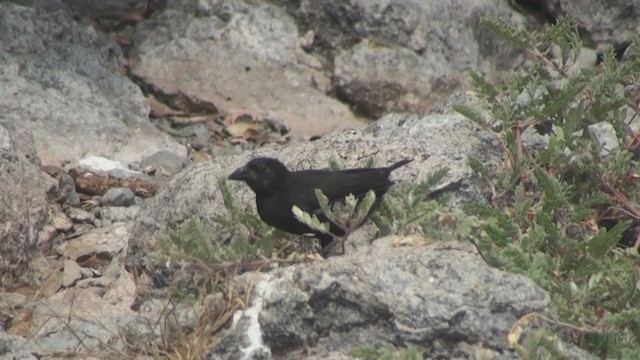 Common Cactus-Finch - ML292482531