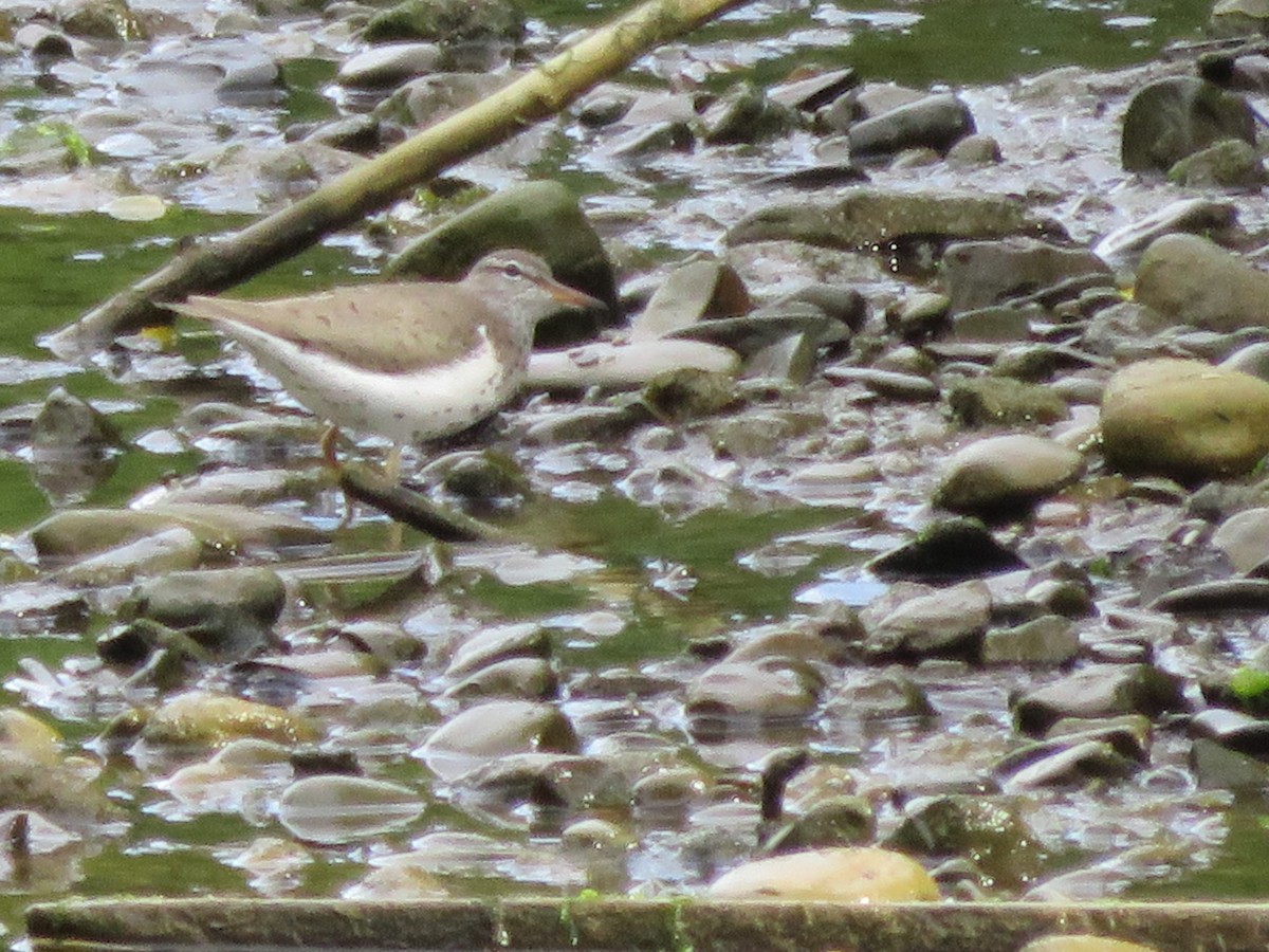 Spotted Sandpiper - Kent Forward