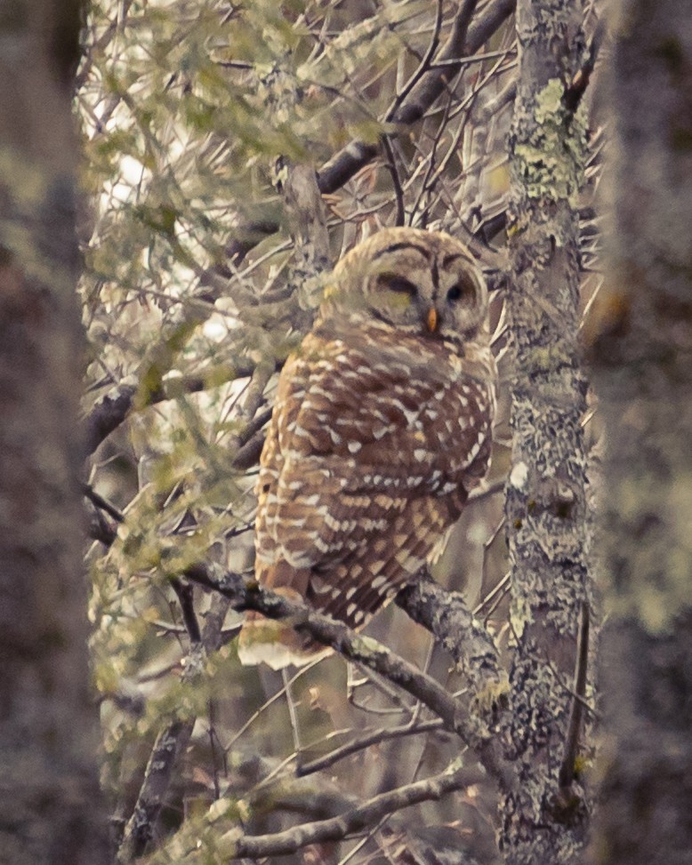 Barred Owl - Bob Holt