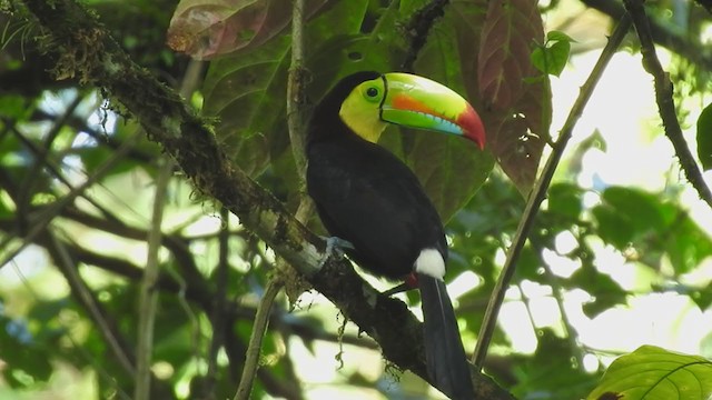Keel-billed Toucan - ML292487181