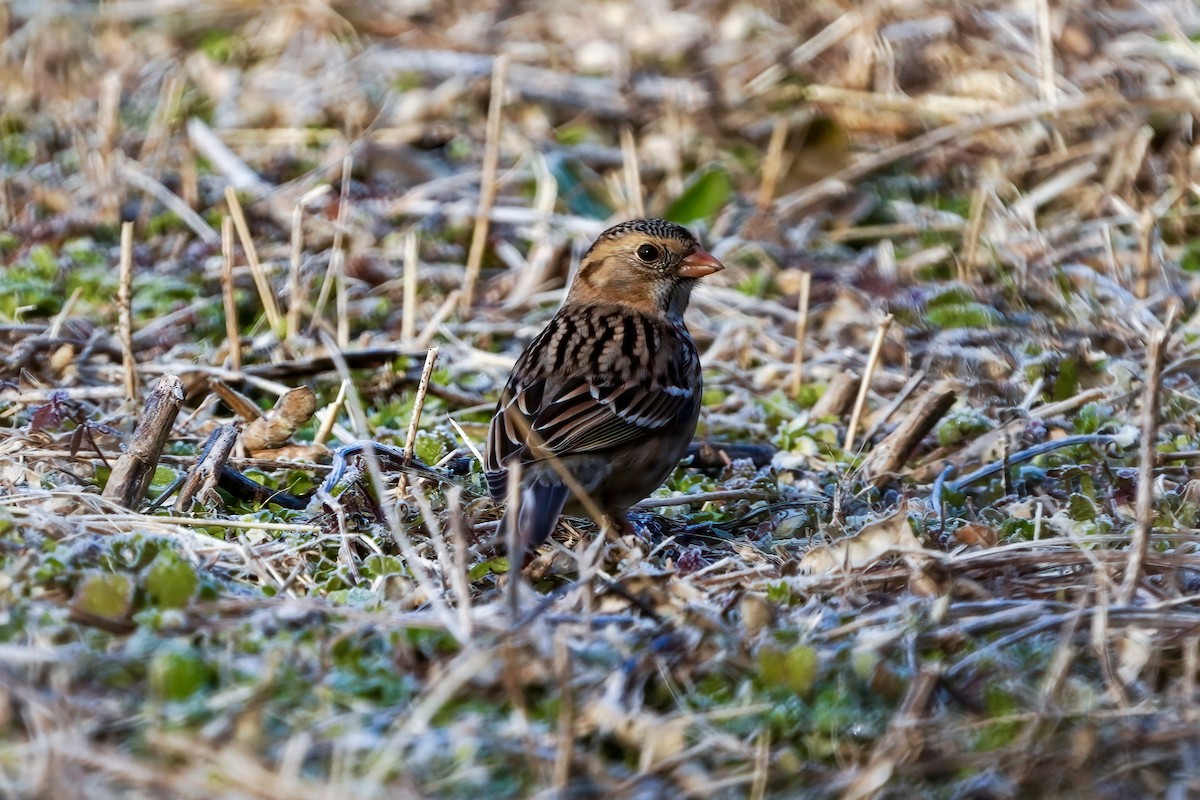 Harris's Sparrow - ML292487331