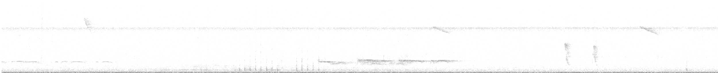 Лінивка-смугохвіст плямистобока (підвид maculatus) - ML292488051