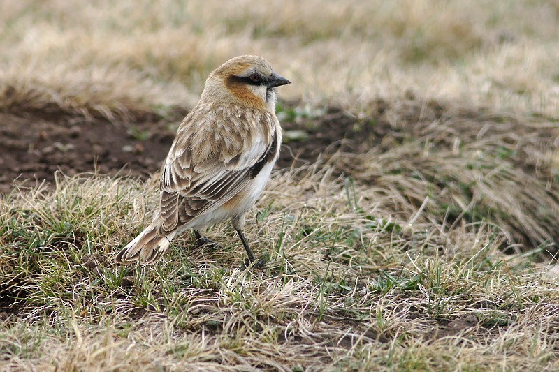 Rufous-necked Snowfinch - Tom Tarrant