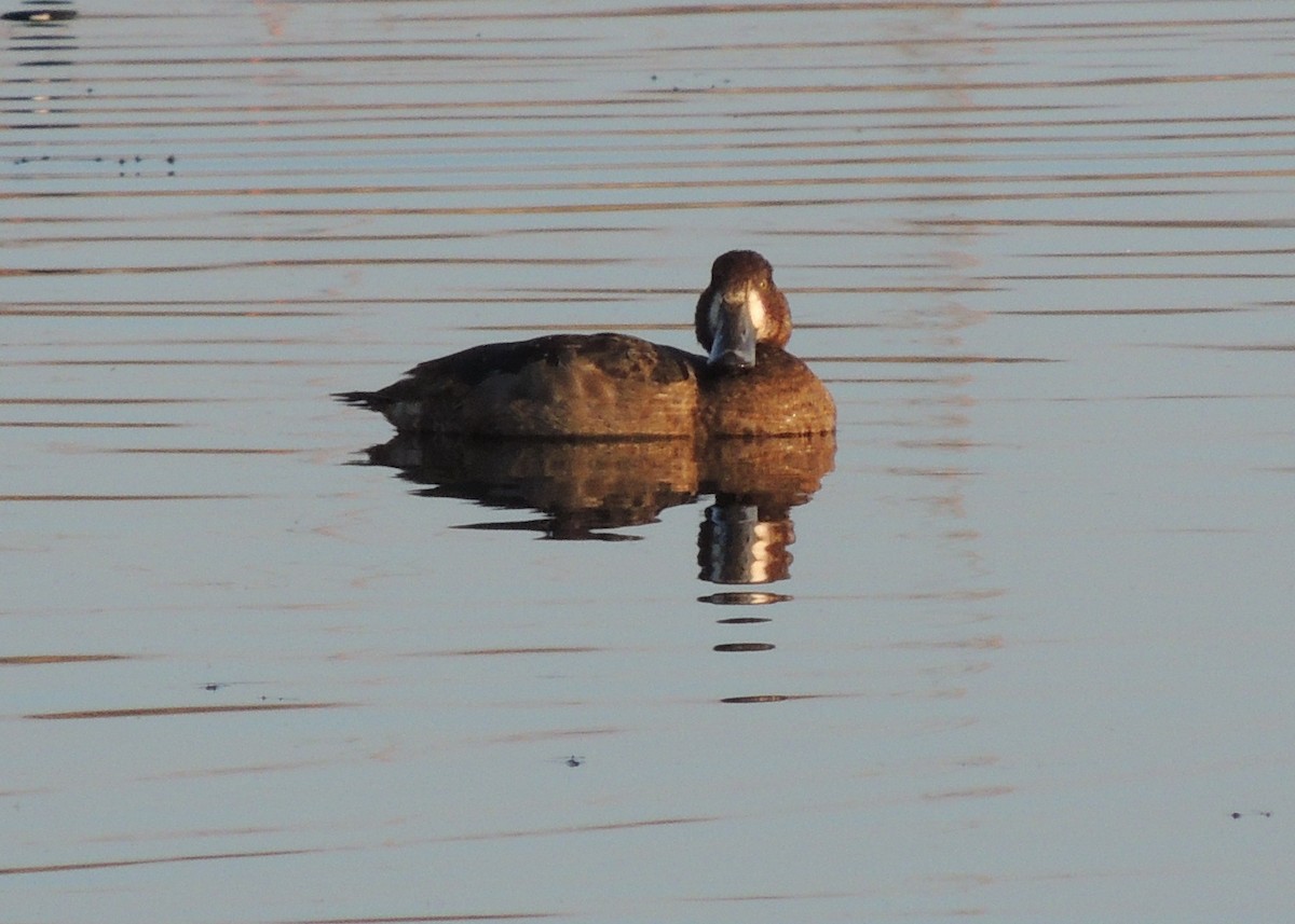 Greater Scaup - ML29248961