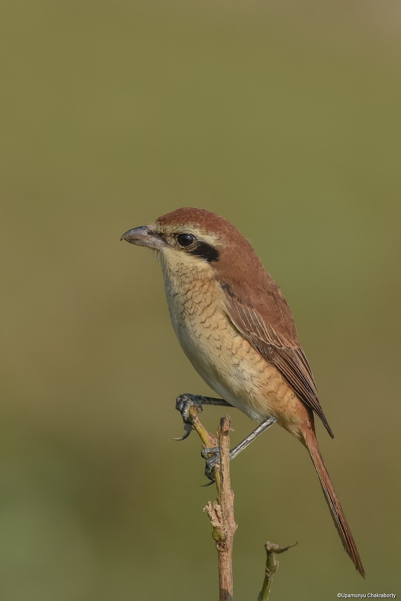 Brown Shrike - Upamanyu Chakraborty