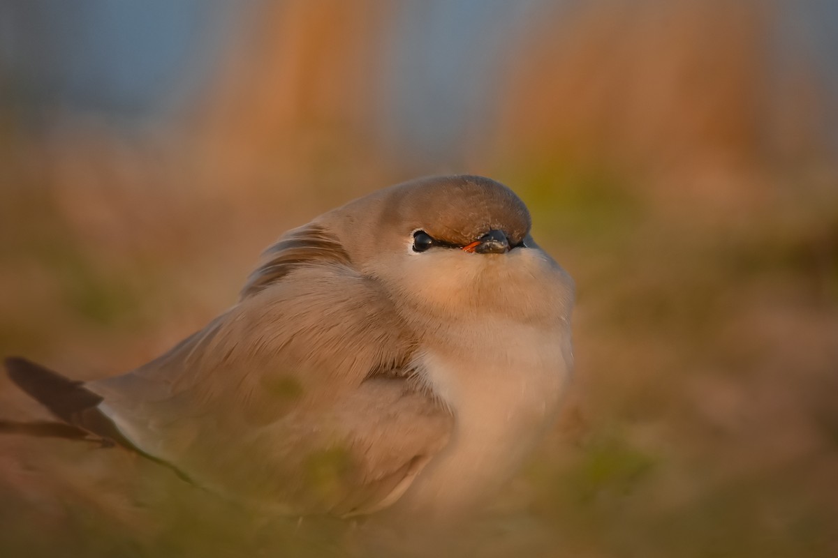 Small Pratincole - ML292491021