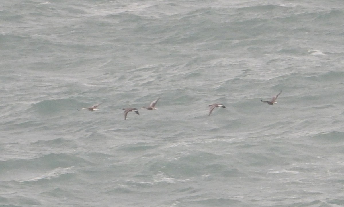 Greater White-fronted Goose - ML292491171