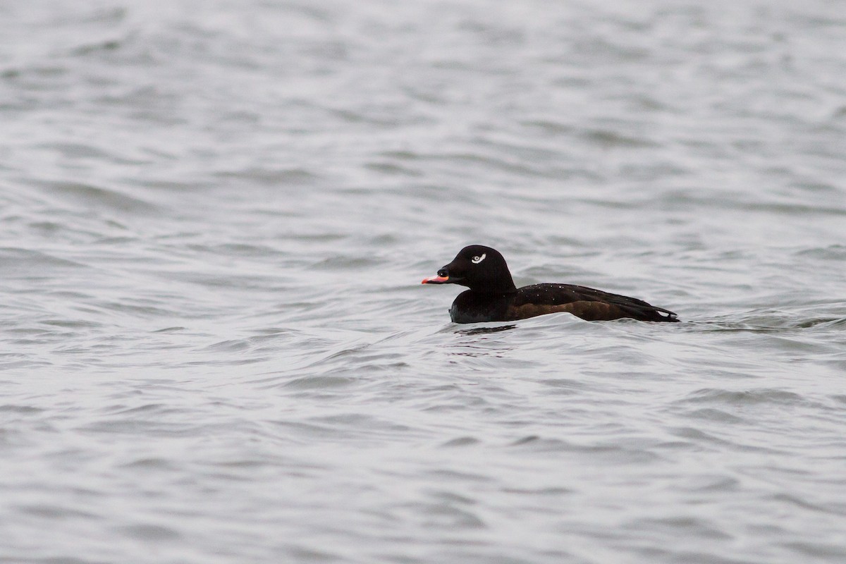 White-winged Scoter - ML292493291