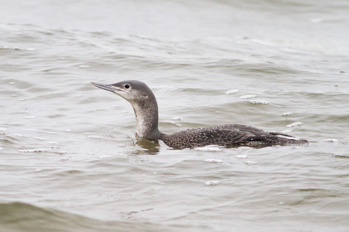 Red-throated Loon - ML292493351