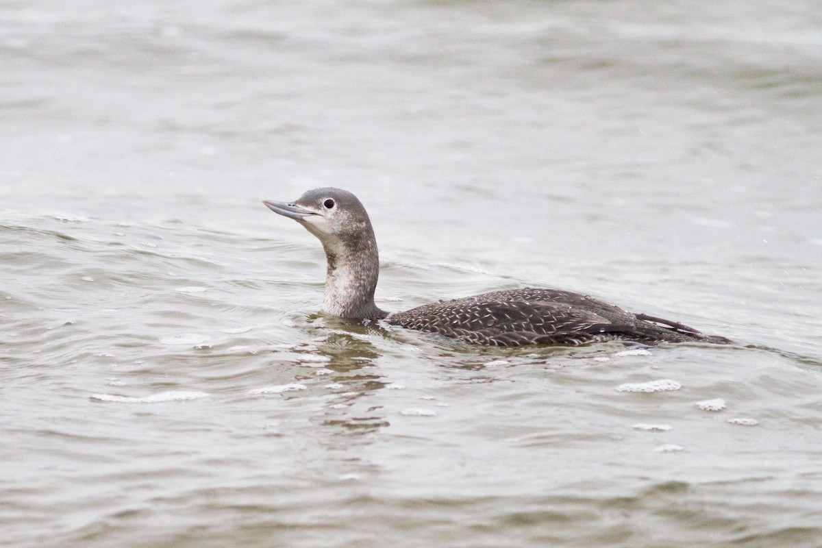 Red-throated Loon - ML292493461