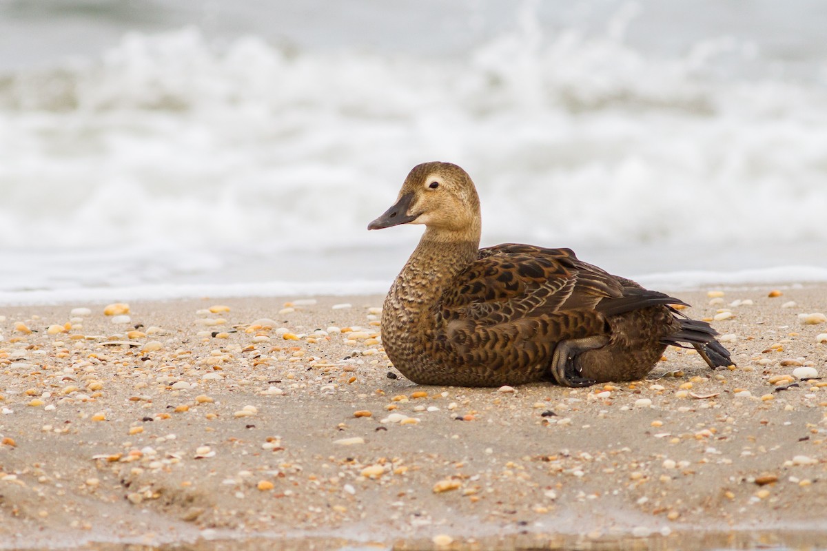 King Eider - ML292493501