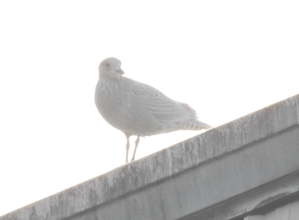 Iceland Gull - ML292494621