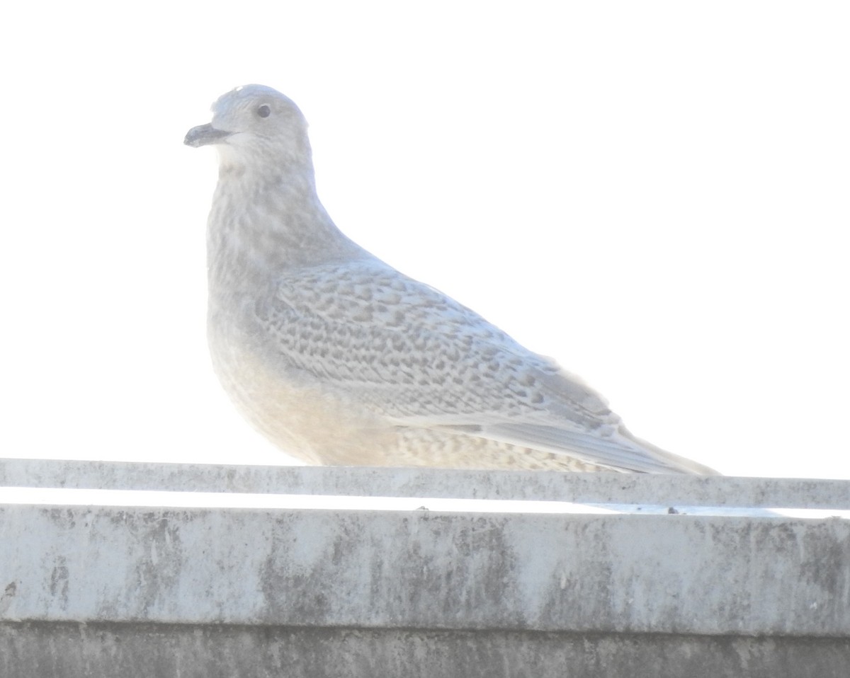 Iceland Gull - ML292494631