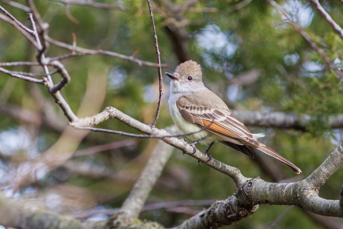 Ash-throated Flycatcher - Chris Sayers