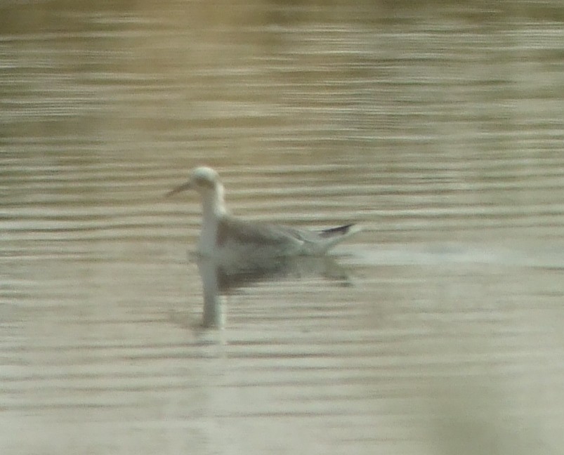 Phalarope à bec large - ML292496341