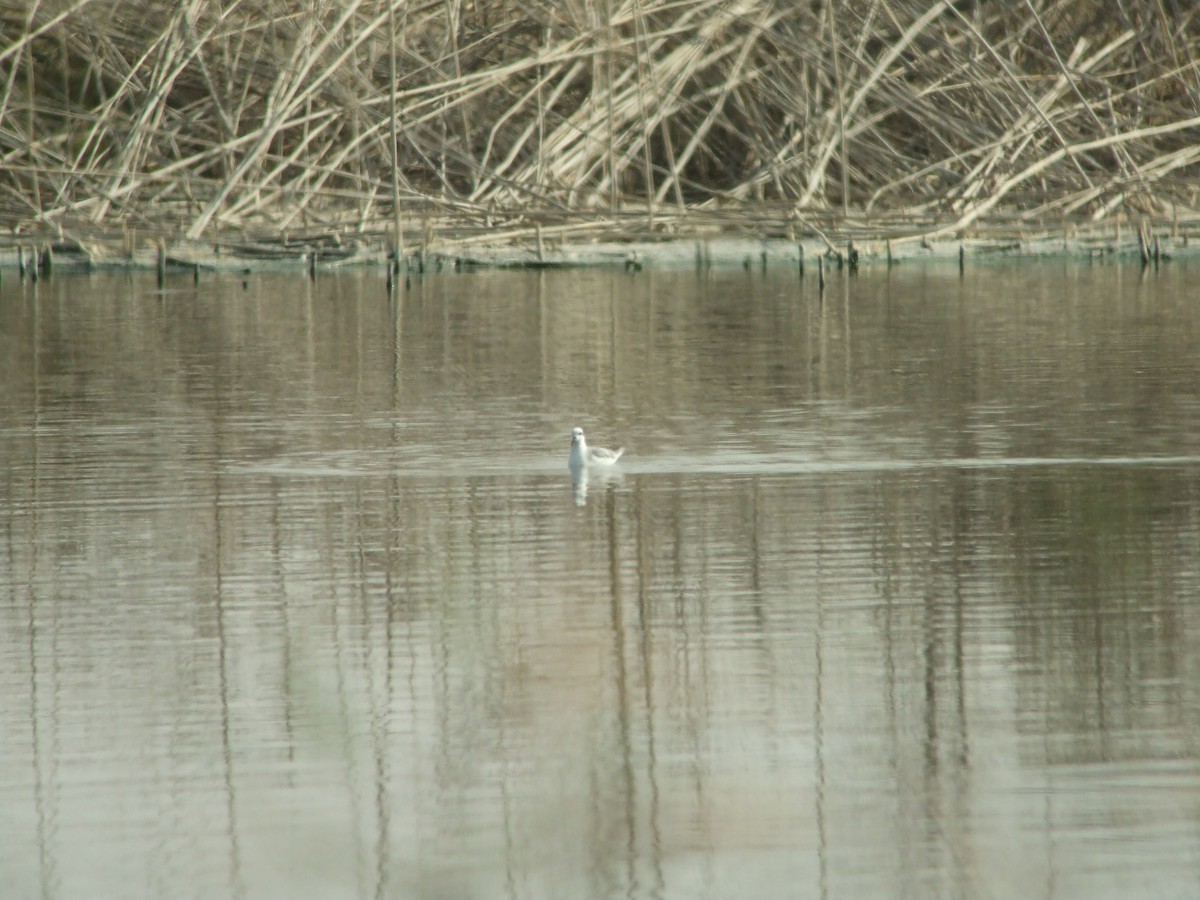 Phalarope à bec large - ML292496351