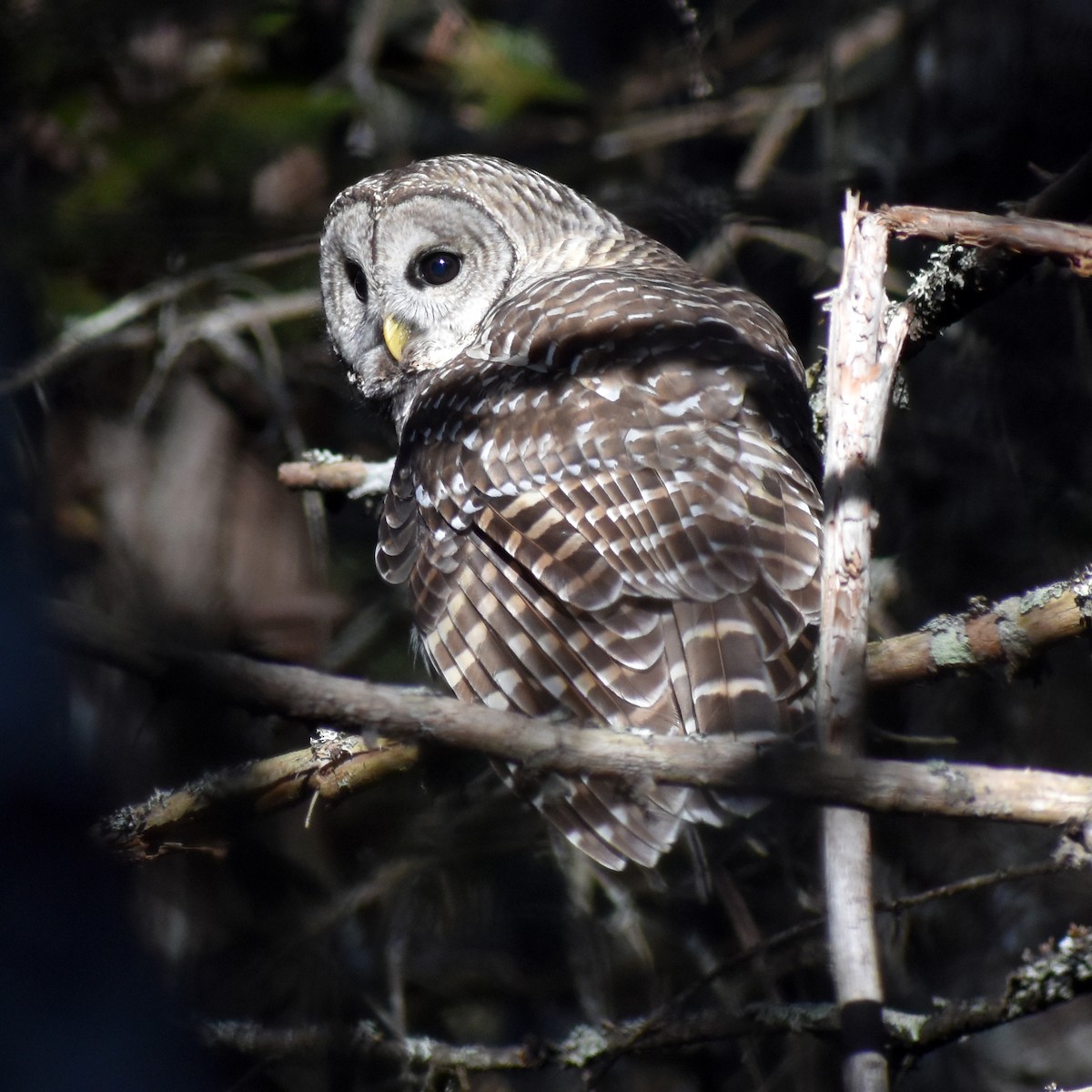 Barred Owl - ML292498511