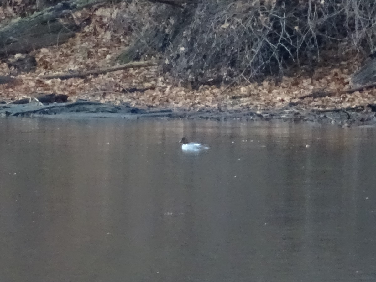 Common Goldeneye - ML292499261