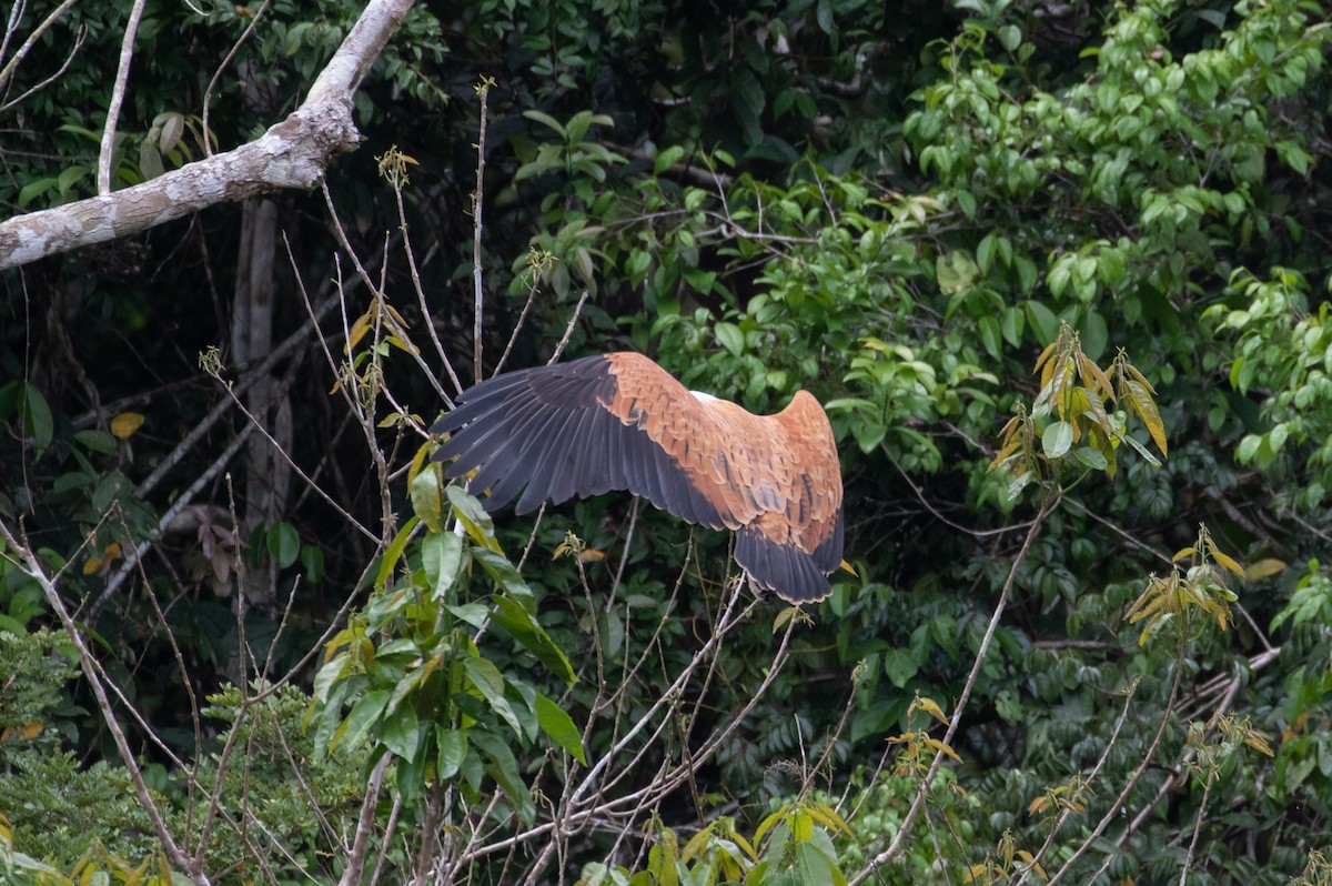 Black-collared Hawk - Cullen Hanks