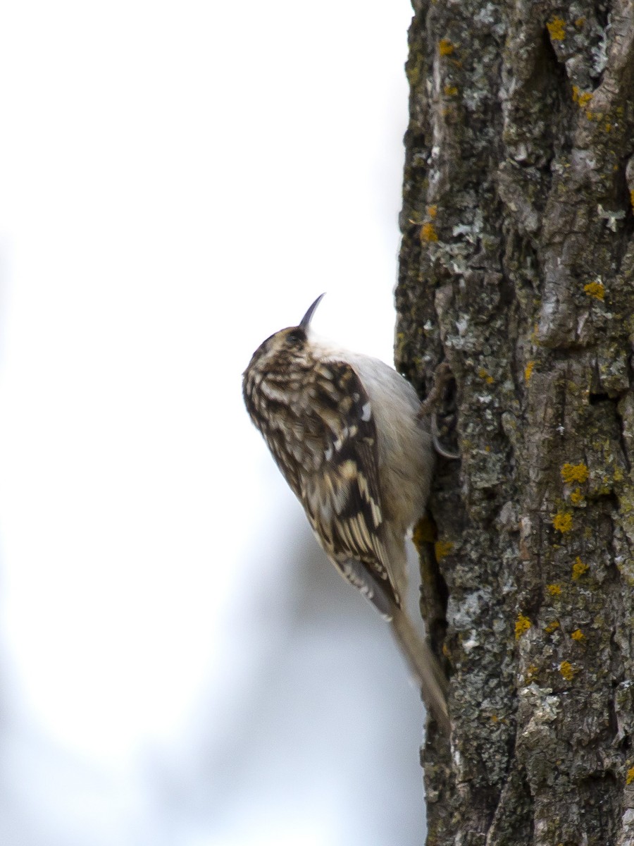 Brown Creeper - ML292499991