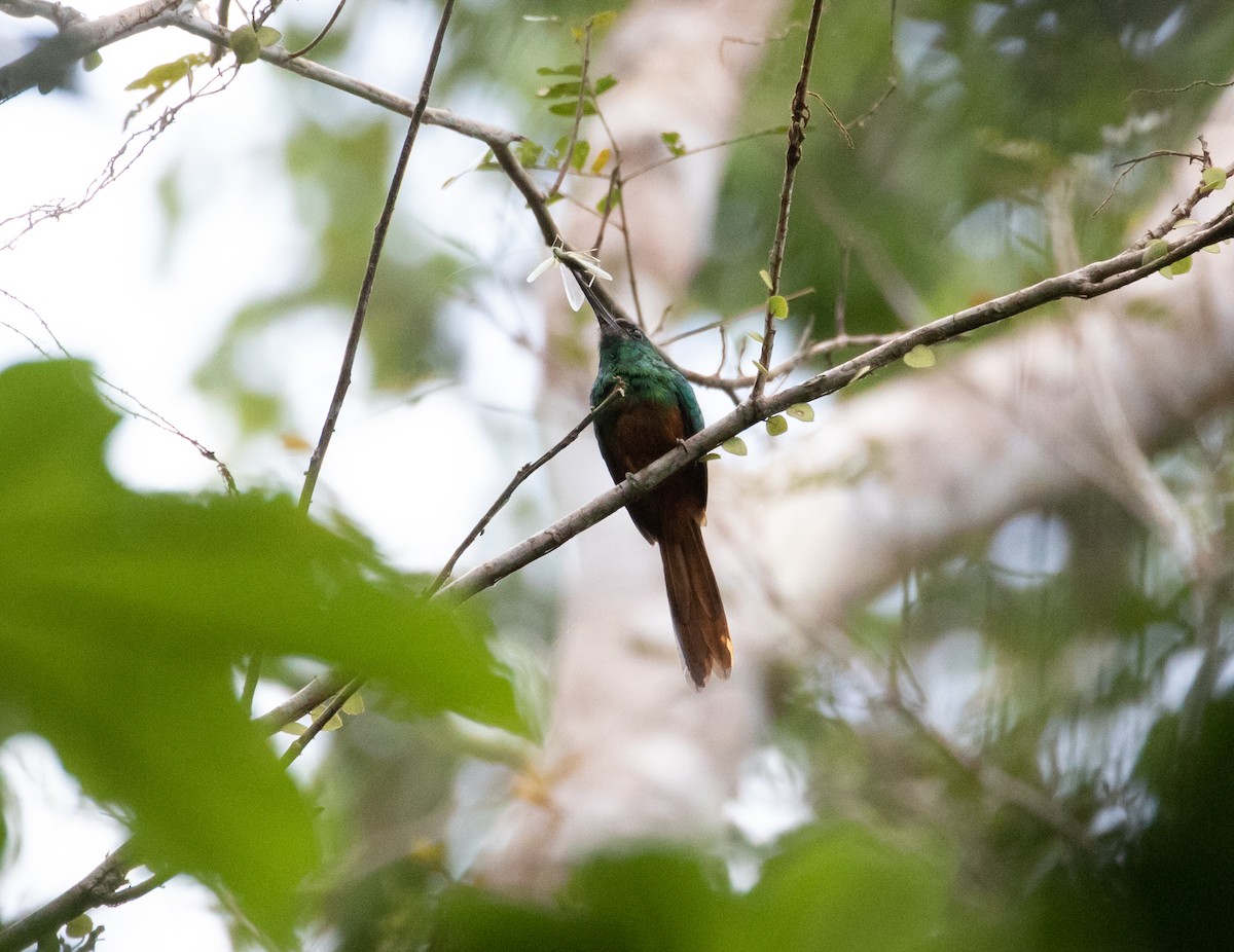 Bluish-fronted Jacamar - ML292500441