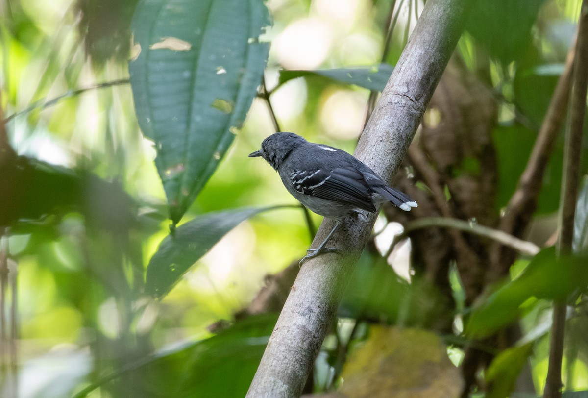 Band-tailed Antbird - ML292500641