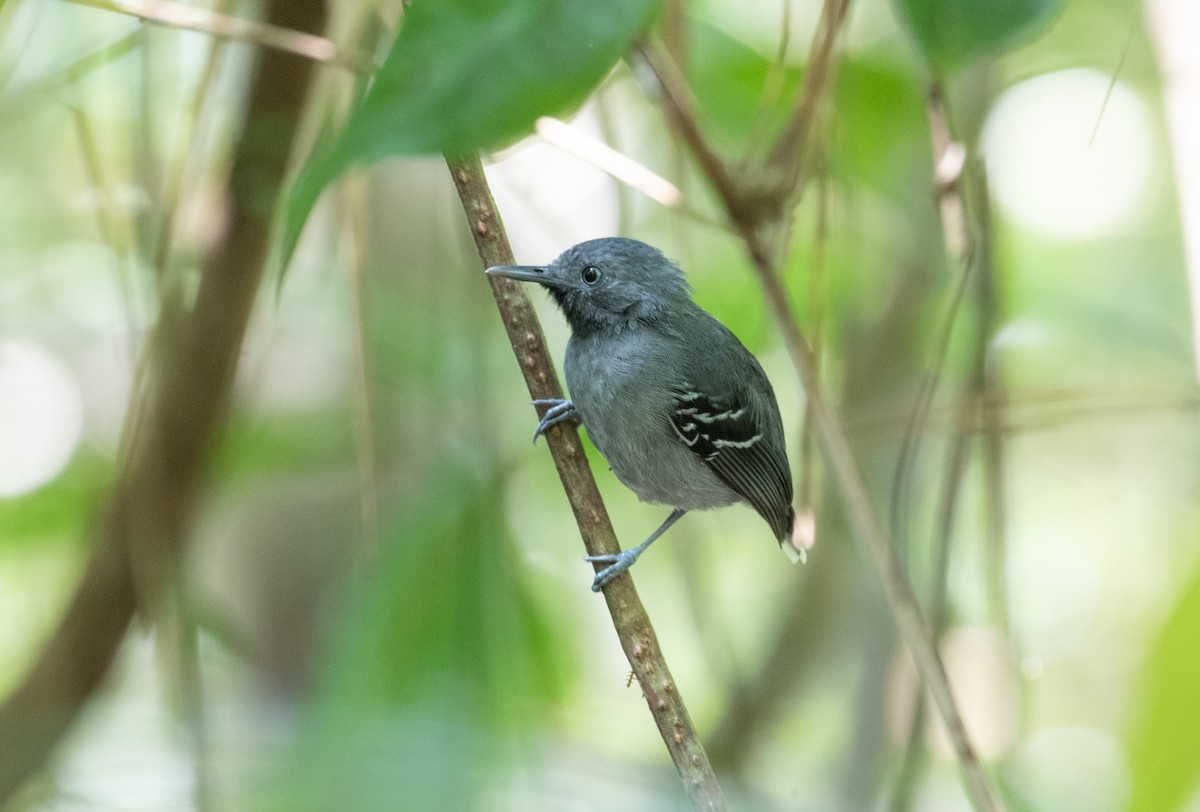 Band-tailed Antbird - ML292500691