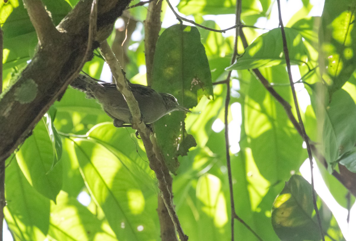 Gray Wren - ML292500821