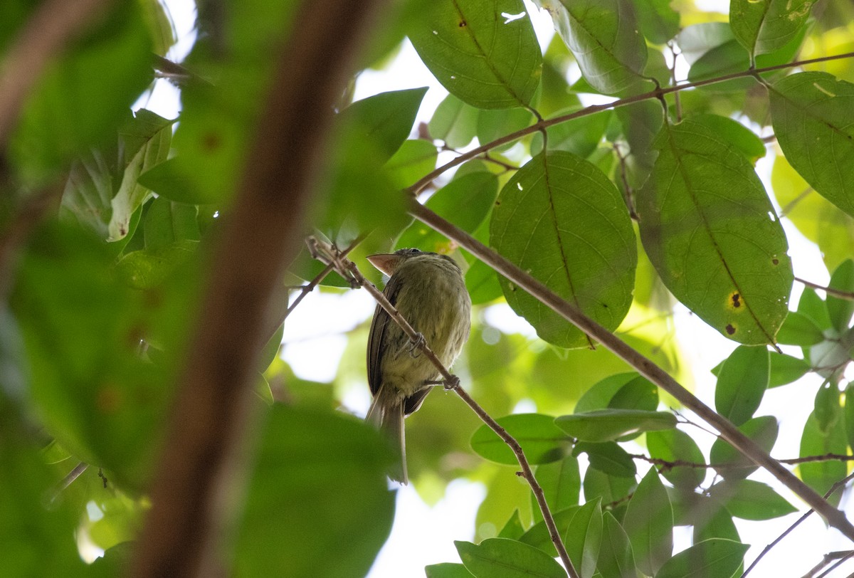 Western/Eastern Olivaceous Flatbill - ML292500871