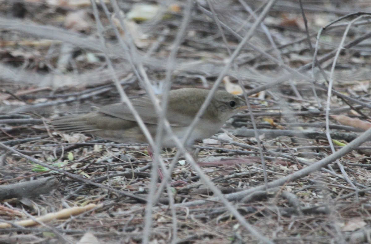 Savi's Warbler - ML292502651