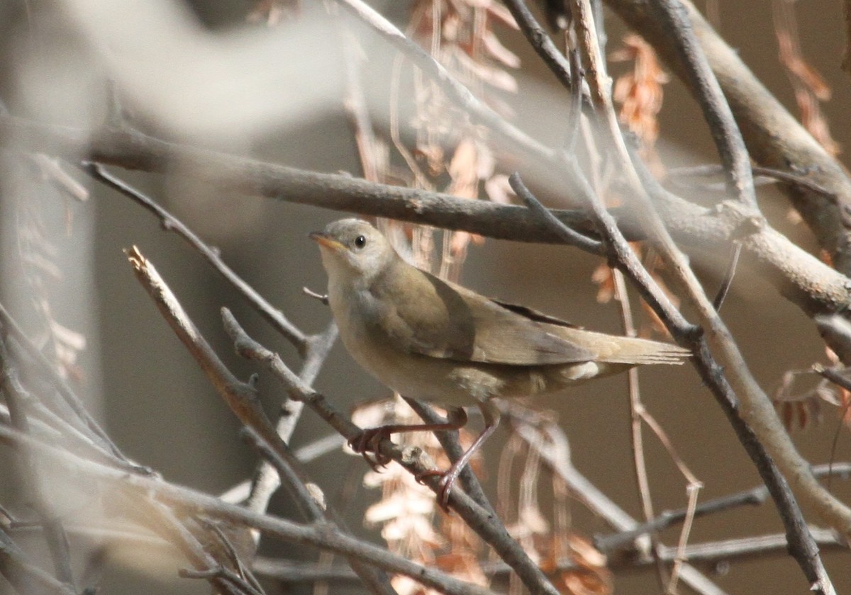 Savi's Warbler - ML292502691