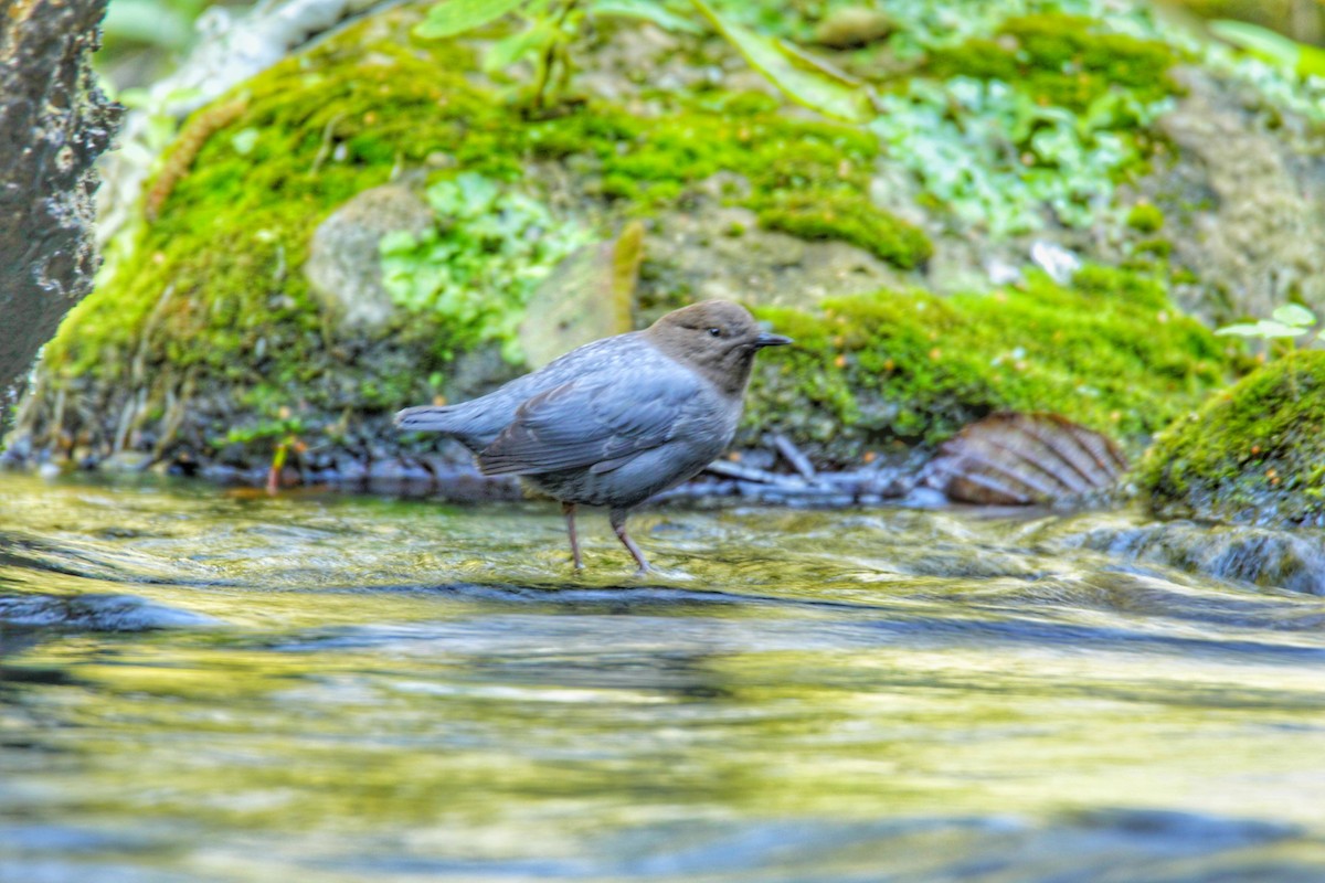 American Dipper - ML292502971