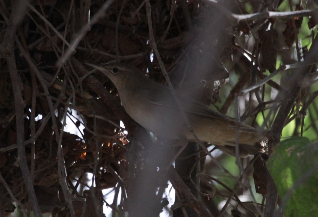 Savi's Warbler - ML292503321