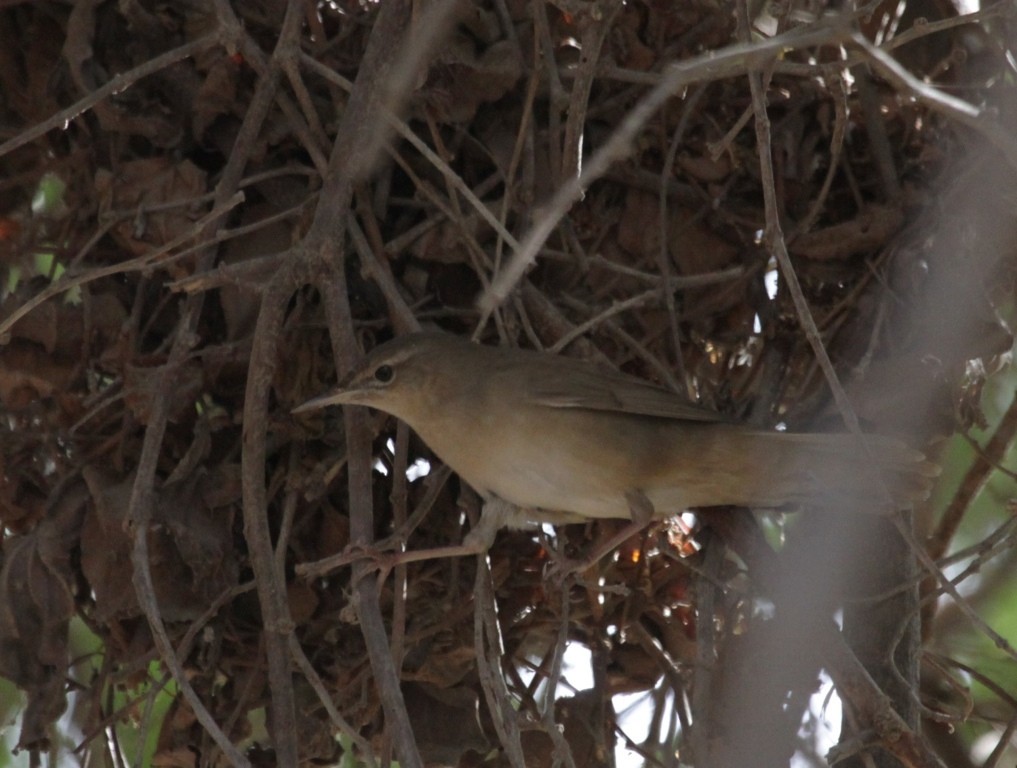 Savi's Warbler - ML292503351