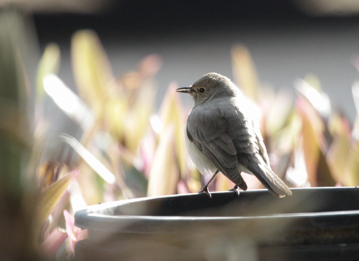 White-throated Robin - ML292503571