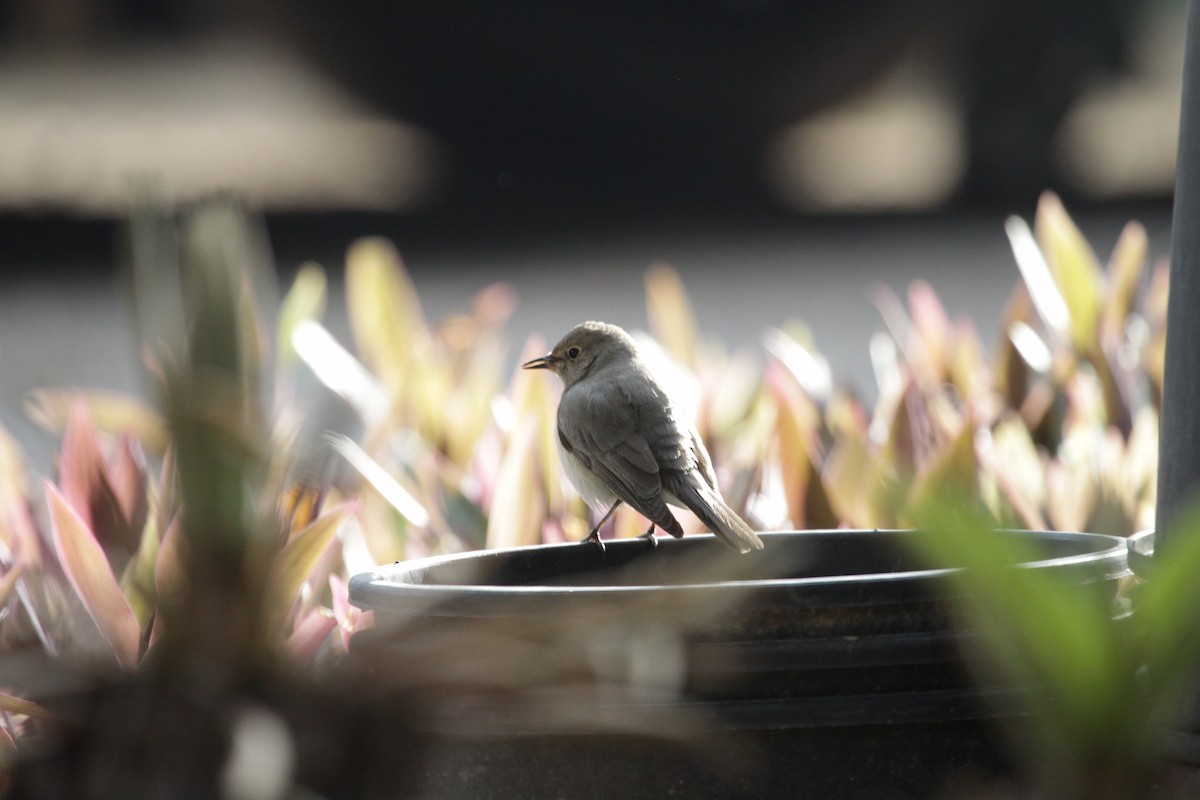 White-throated Robin - ML292503621