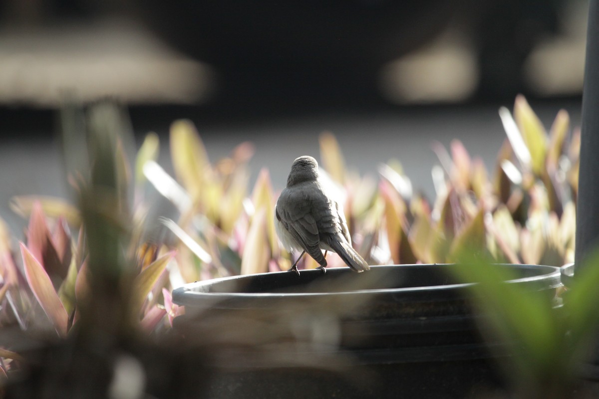 White-throated Robin - ML292503631